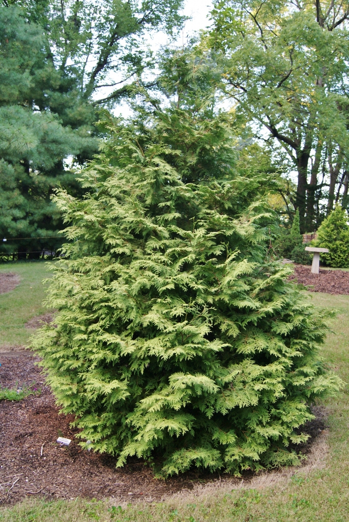 Thuja occidentalis 