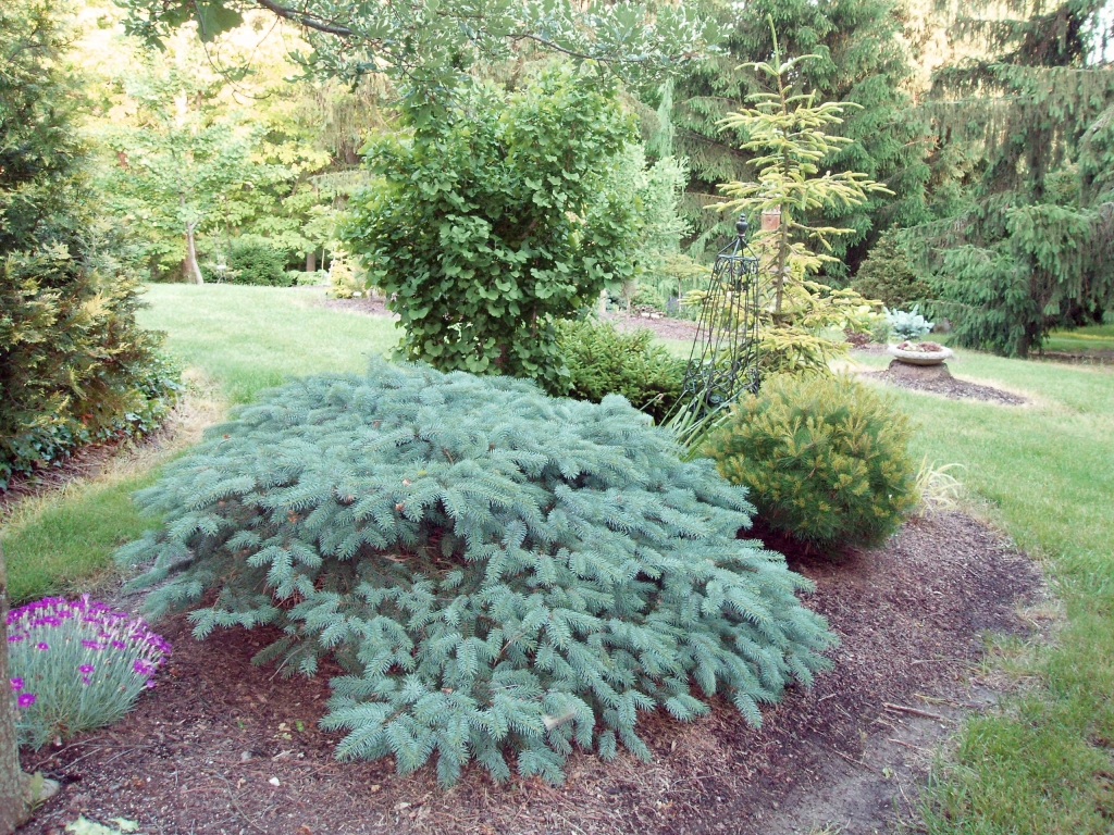 Picea pungens 