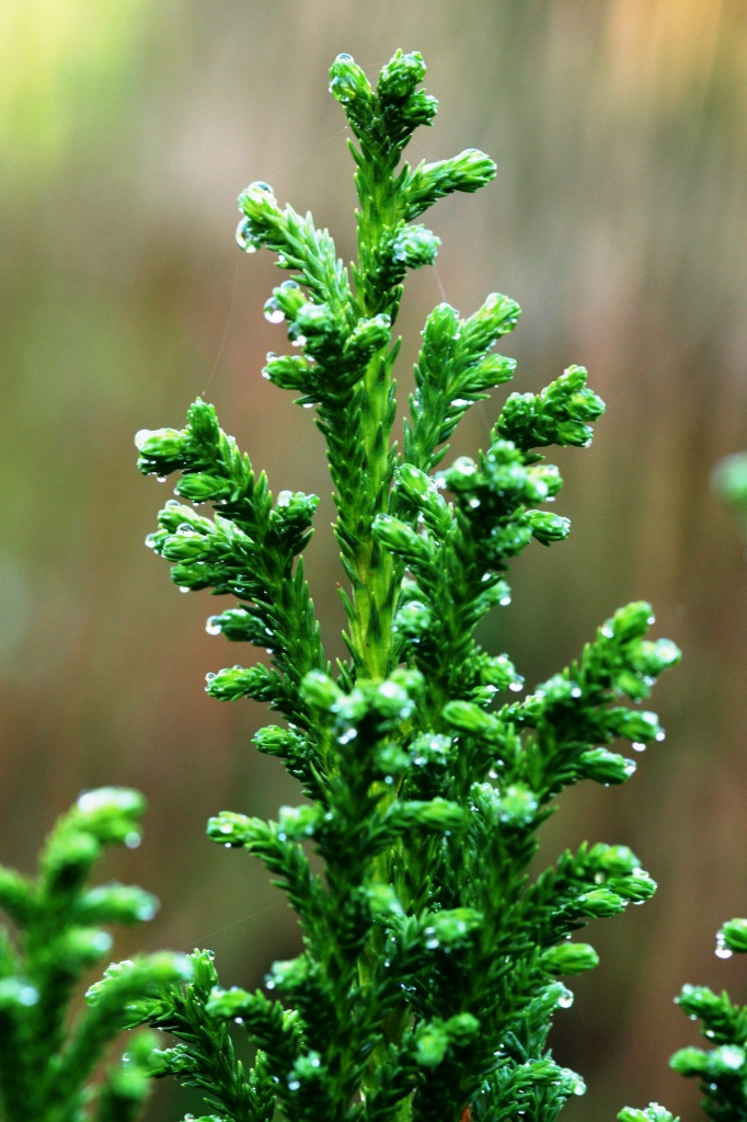 Cryptomeria japonica 