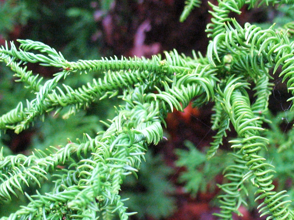 Cryptomeria japonica 