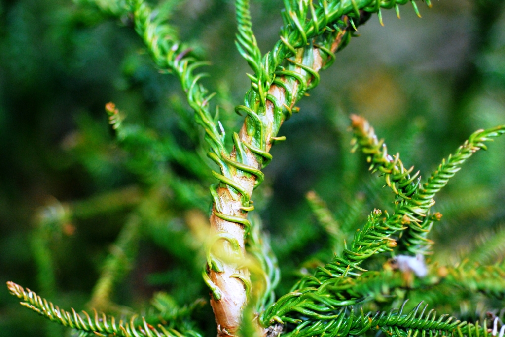 Cryptomeria japonica 