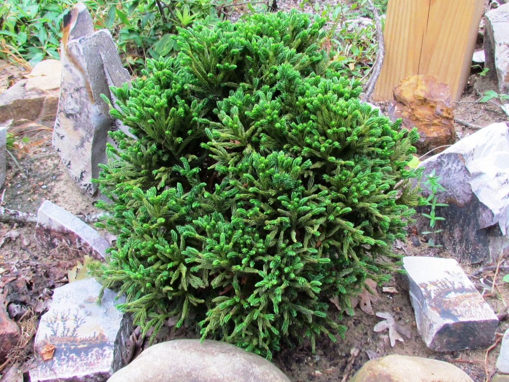 Cryptomeria japonica 