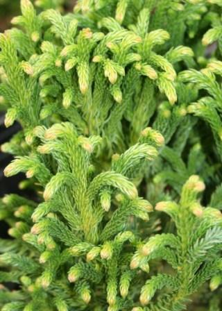 Cryptomeria japonica 