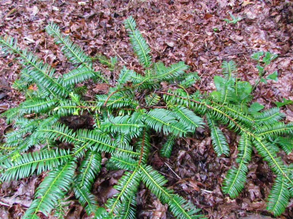 Cephalotaxus harringtonii 