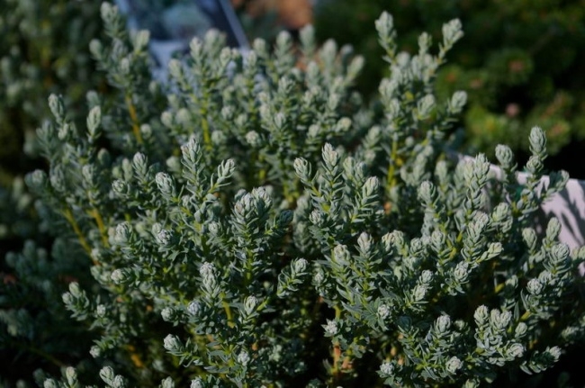 Chamaecyparis thyoides 