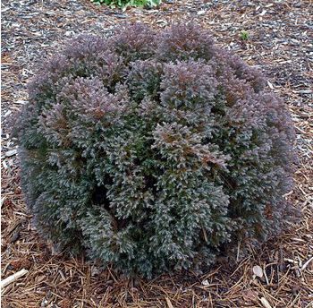 Chamaecyparis thyoides 