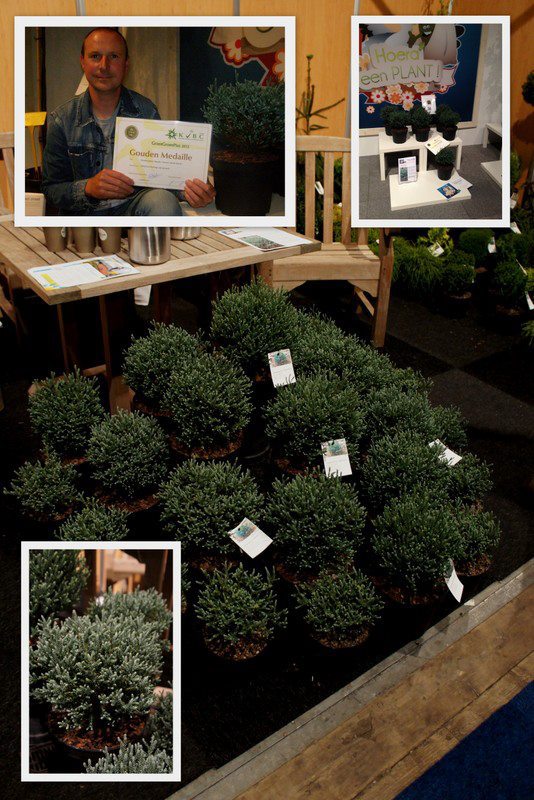 Chamaecyparis thyoides 