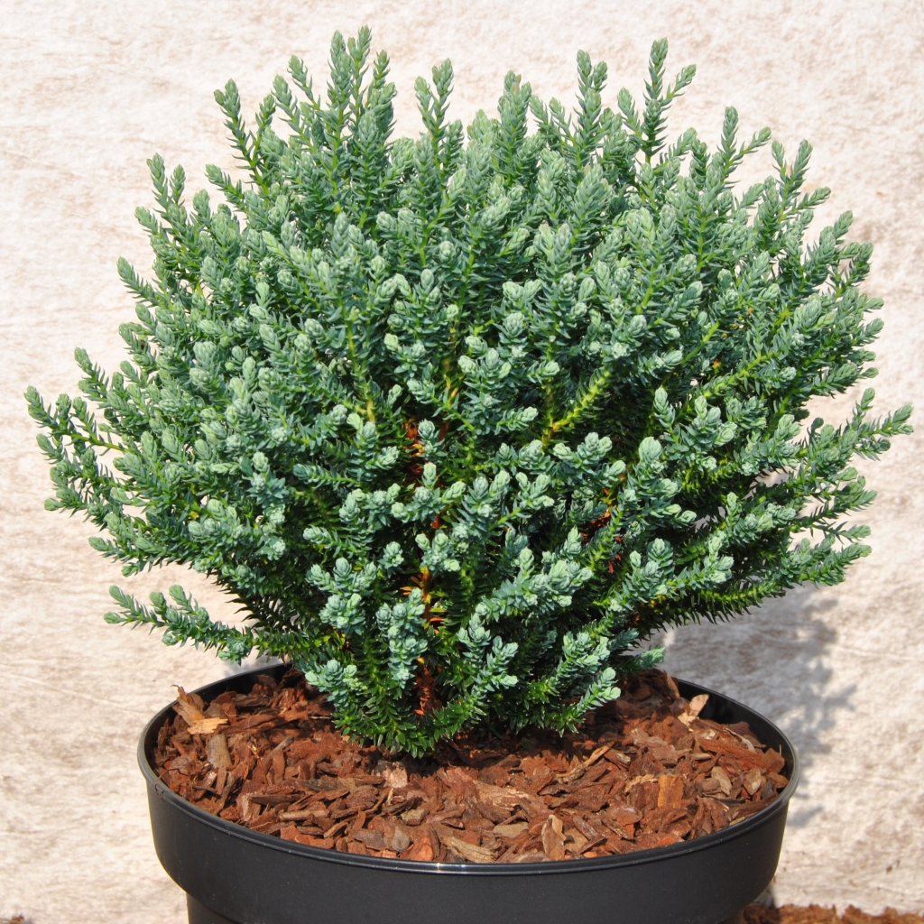 Chamaecyparis thyoides 