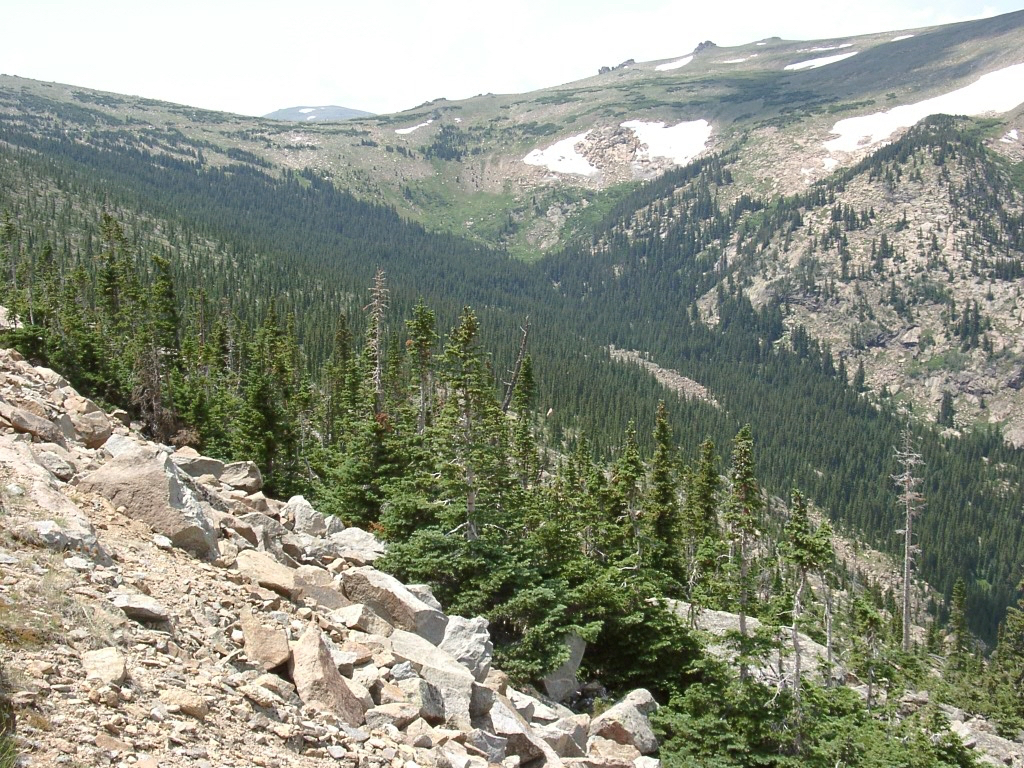 Abies lasiocarpa 