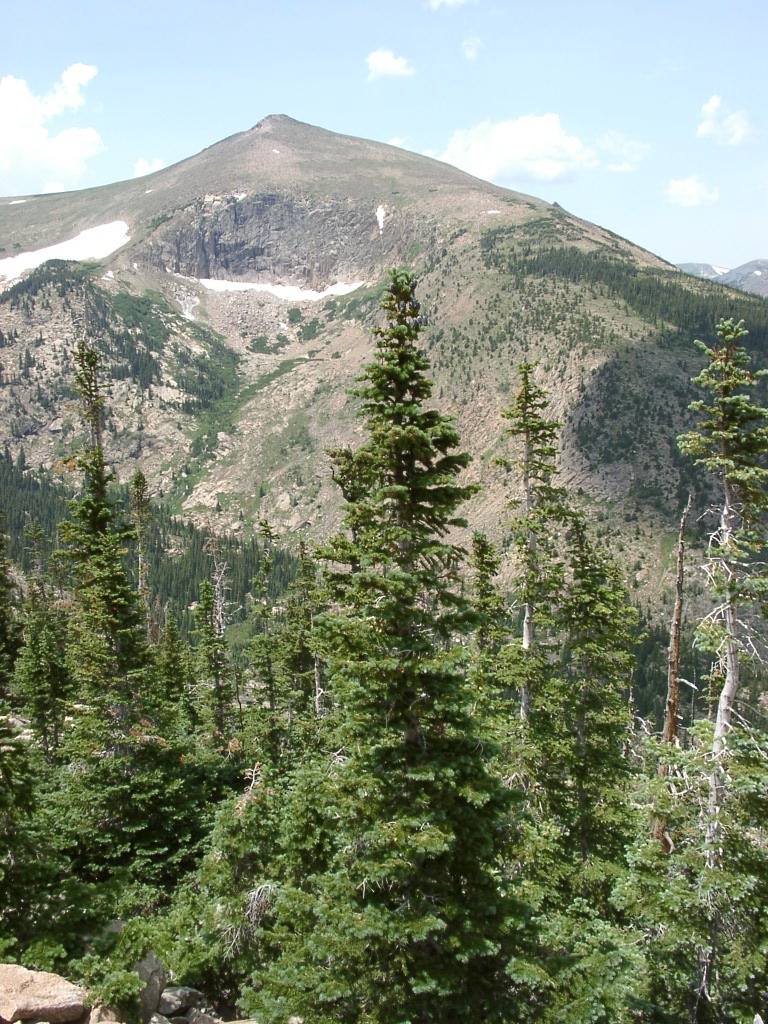 Abies lasiocarpa 