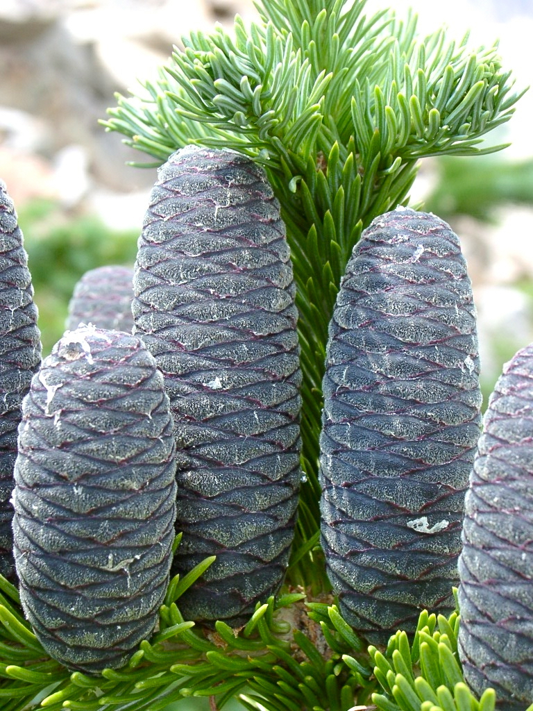 Abies lasiocarpa 