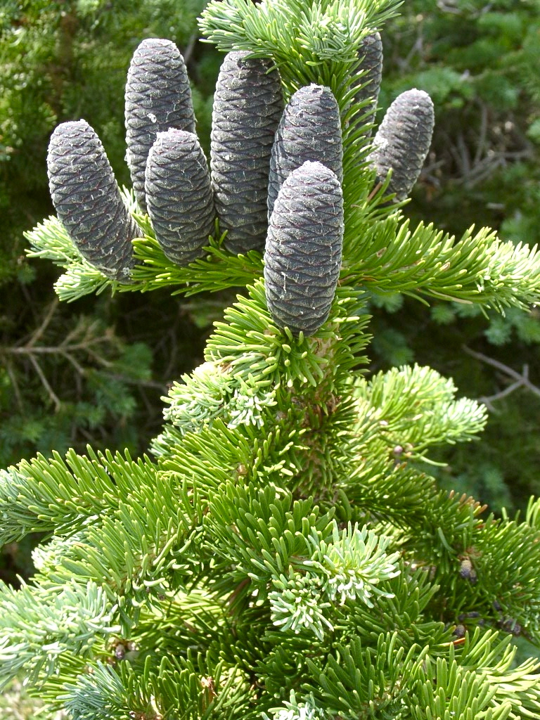 Abies lasiocarpa 