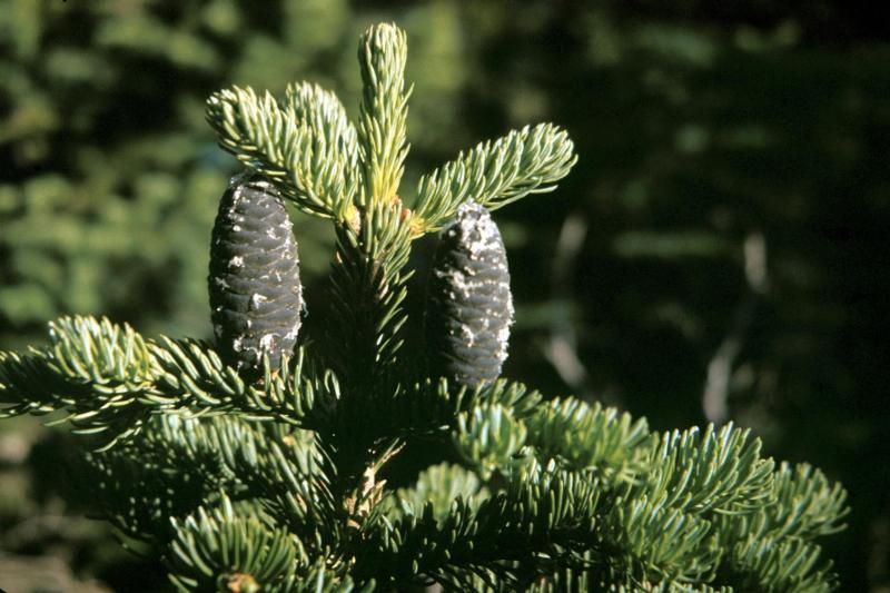 Abies lasiocarpa 