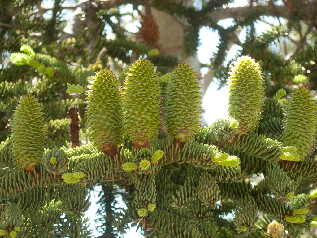 Abies magnifica 