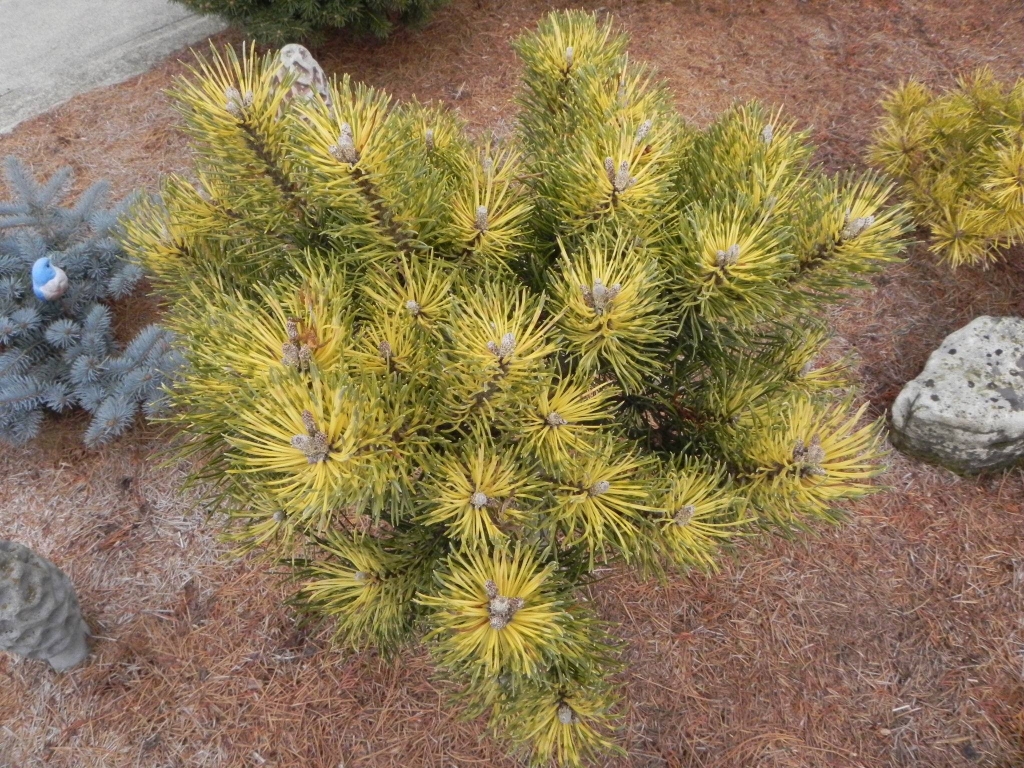 Pinus mugo 