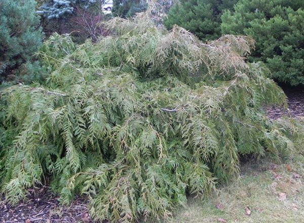 Thuja plicata 