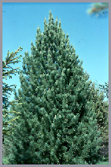 Pinus cembra 
