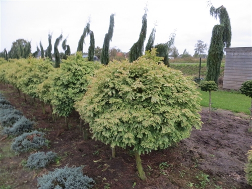 Metasequoia glyptostroboides 