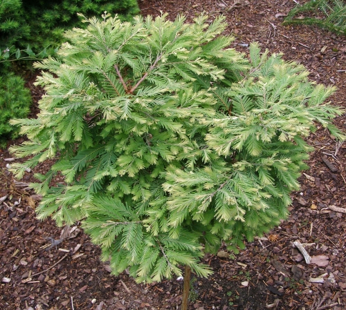 Metasequoia glyptostroboides 