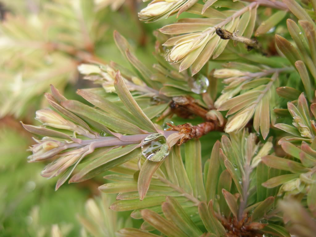 Metasequoia glyptostroboides 