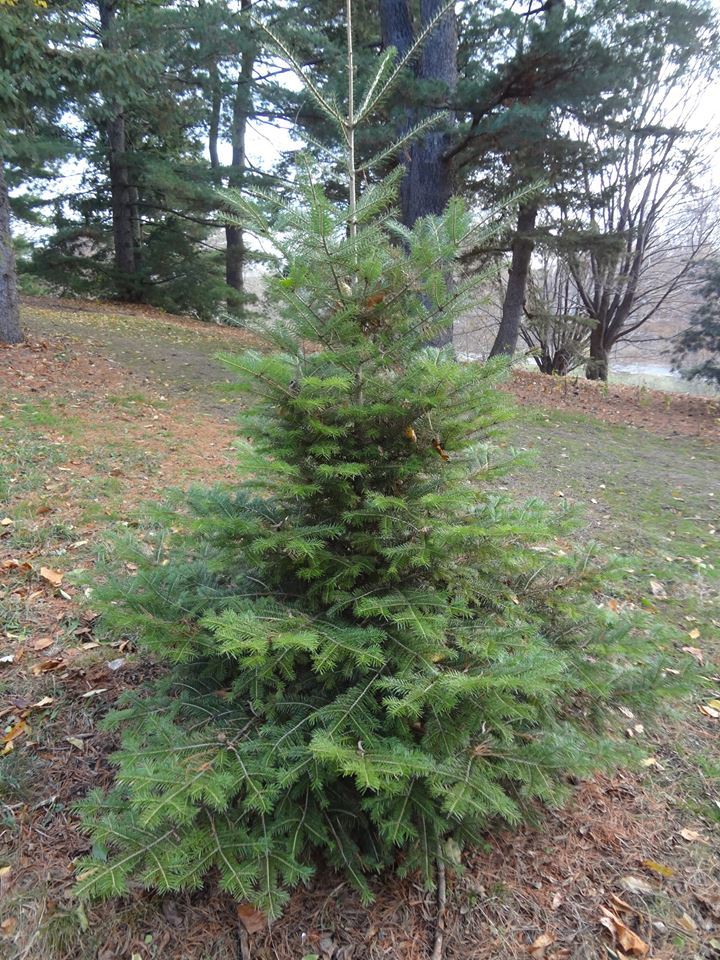Abies beshanzuensis 