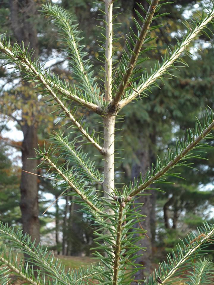 Abies beshanzuensis 