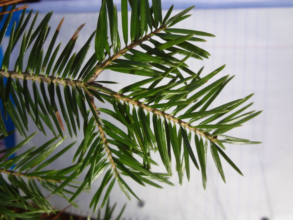 Abies beshanzuensis 