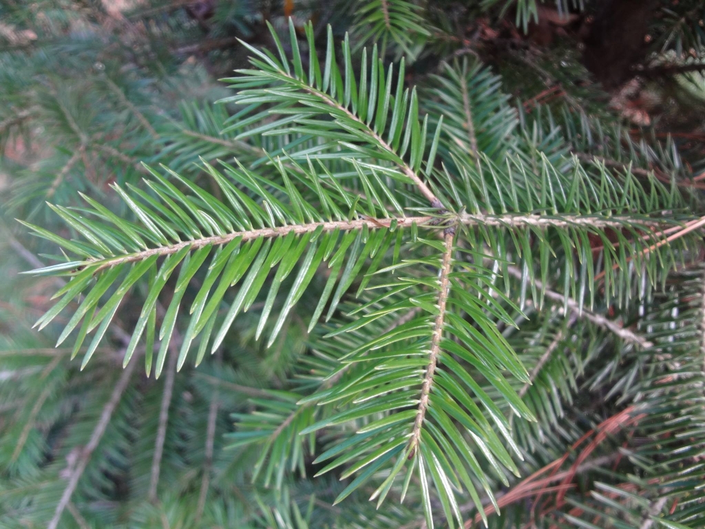 Abies beshanzuensis 