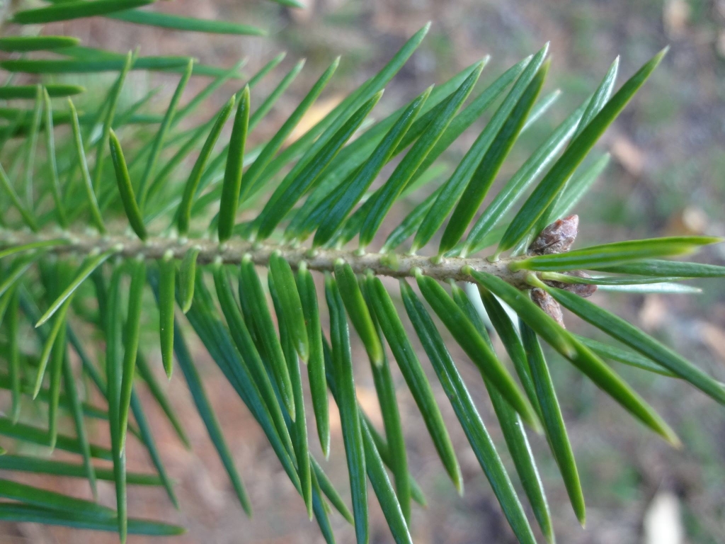 Abies beshanzuensis 