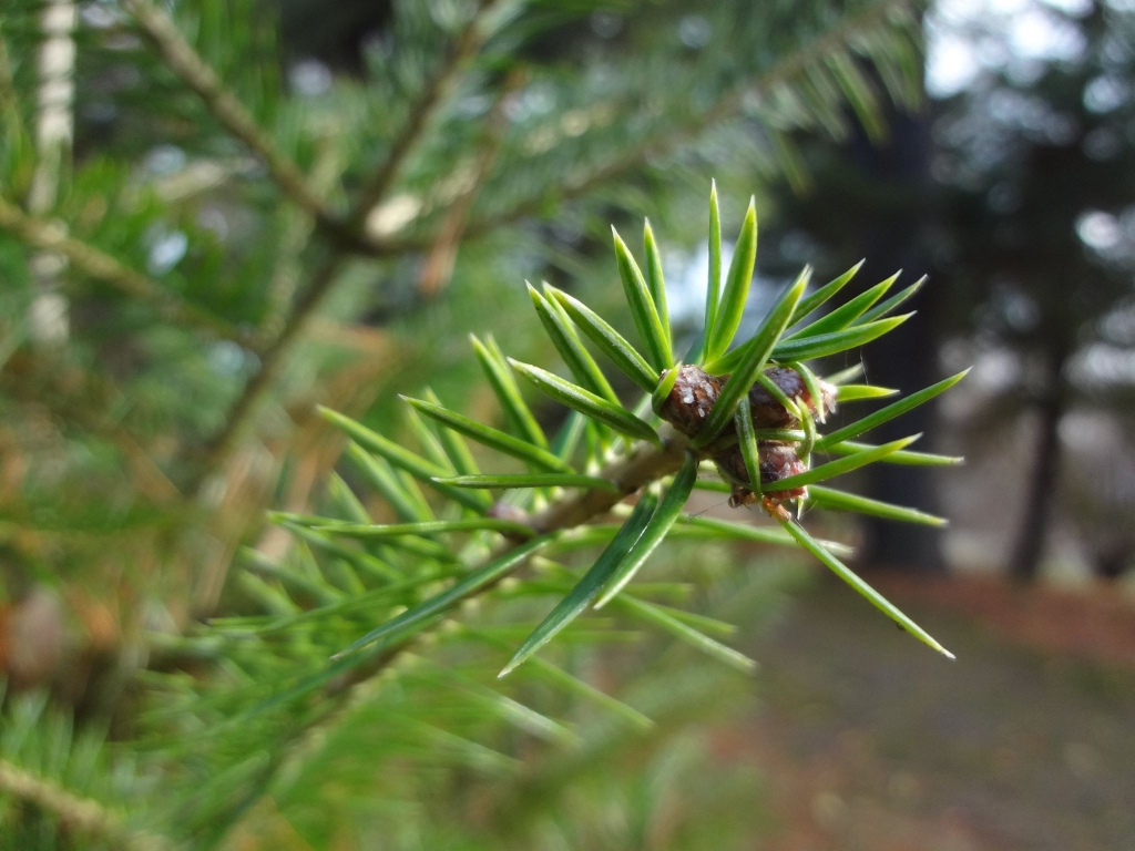 Abies beshanzuensis 