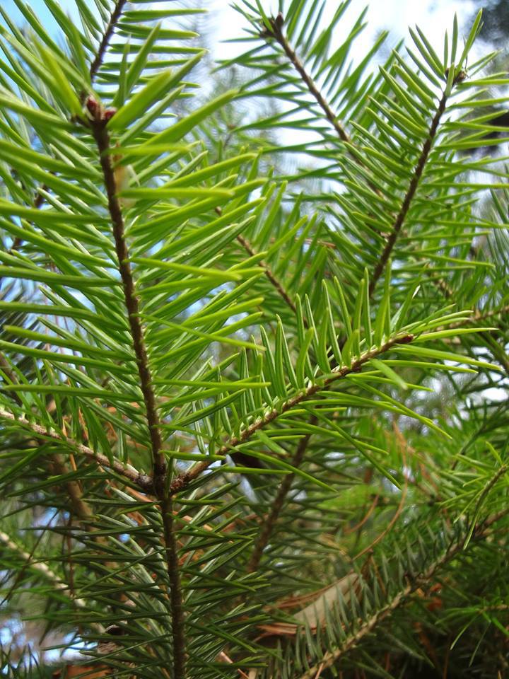 Abies beshanzuensis 