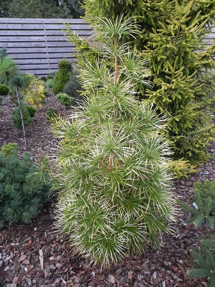 Sciadopitys verticillata 