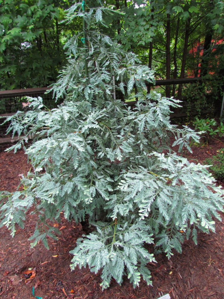 Sequoia sempervirens 