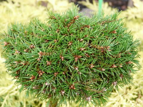 Pinus sylvestris 