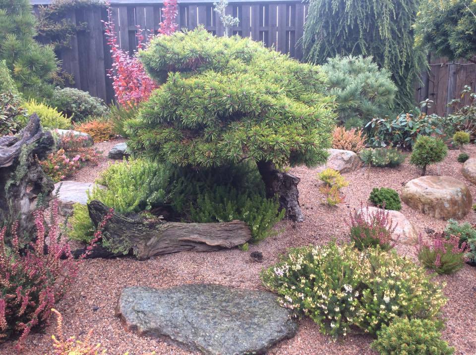 Pinus sylvestris 