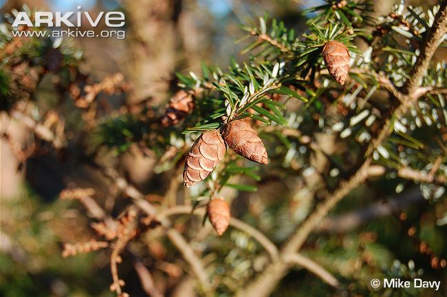 Tsuga chinensis 