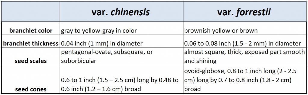 Tsuga chinensis 