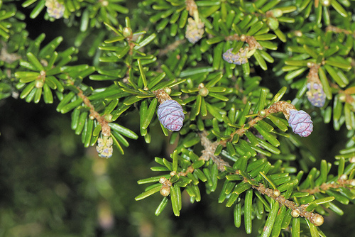Tsuga chinensis 