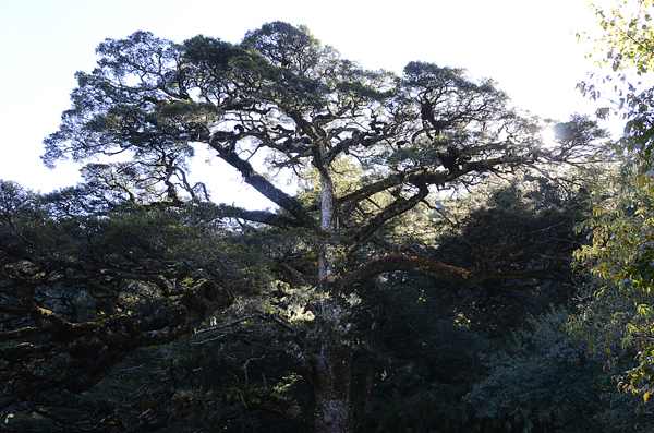 Tsuga chinensis 