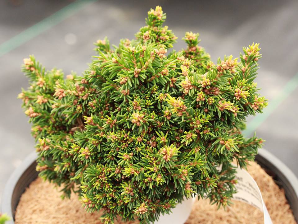 Picea abies 