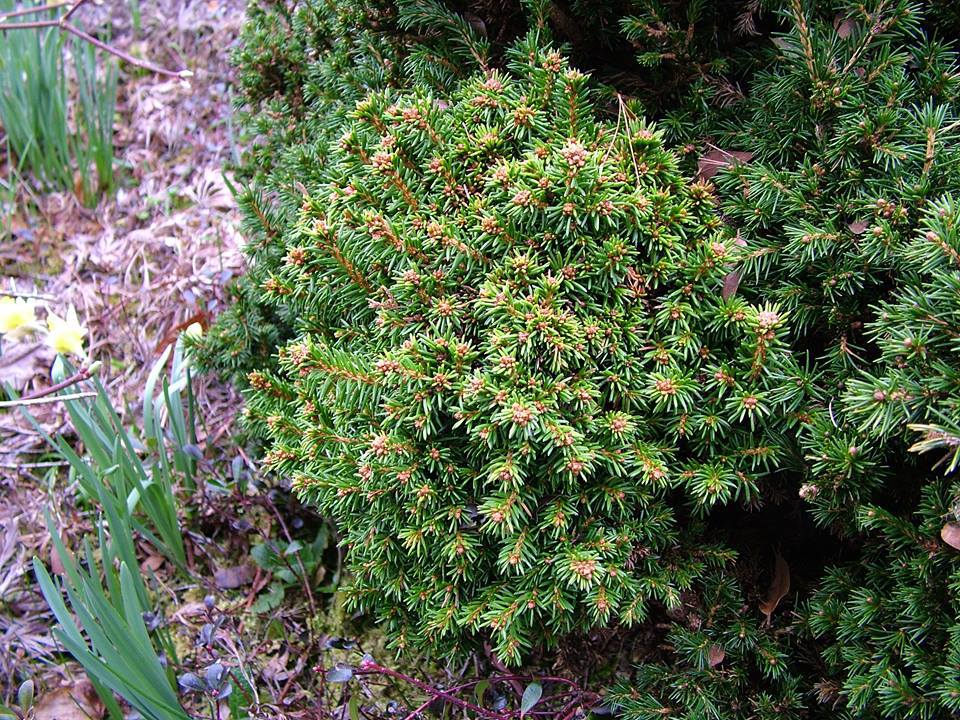 Picea abies 