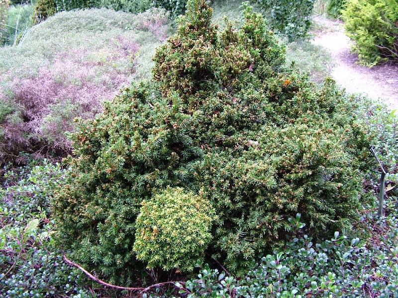 Picea abies 