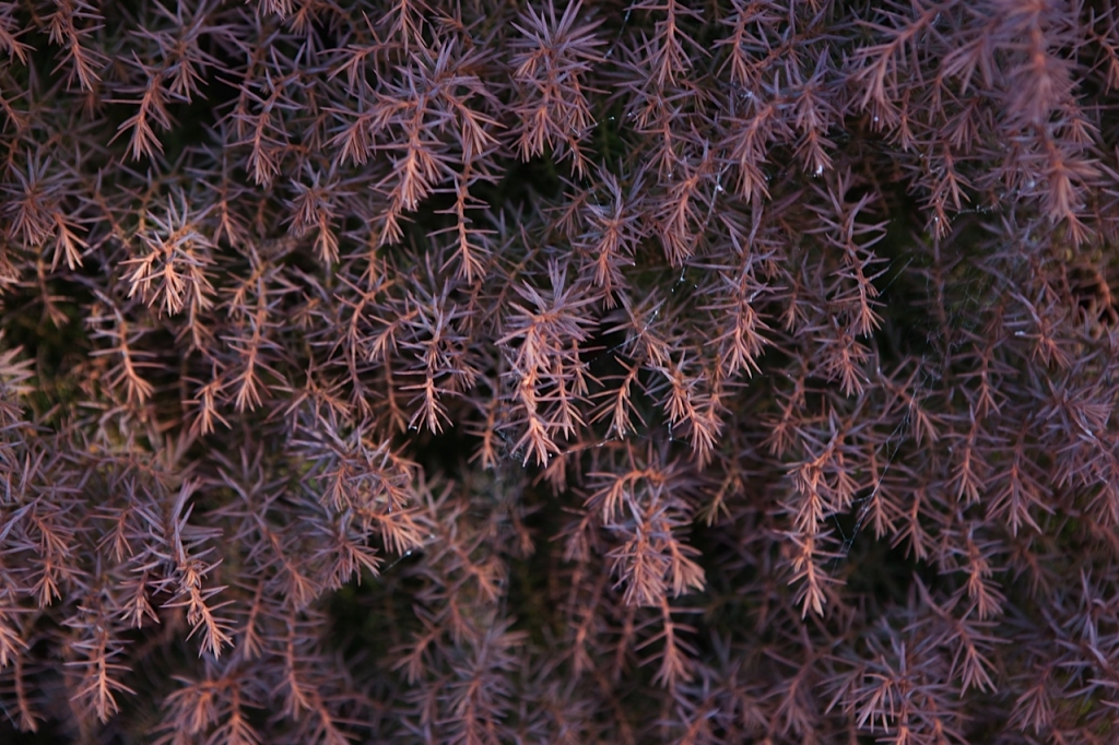 Cryptomeria japonica 