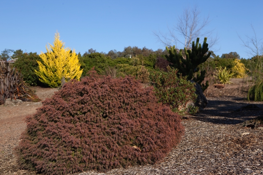 Cryptomeria japonica 