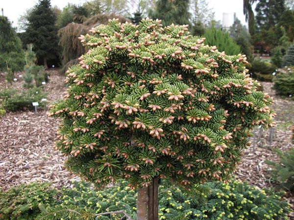Abies balsamea 