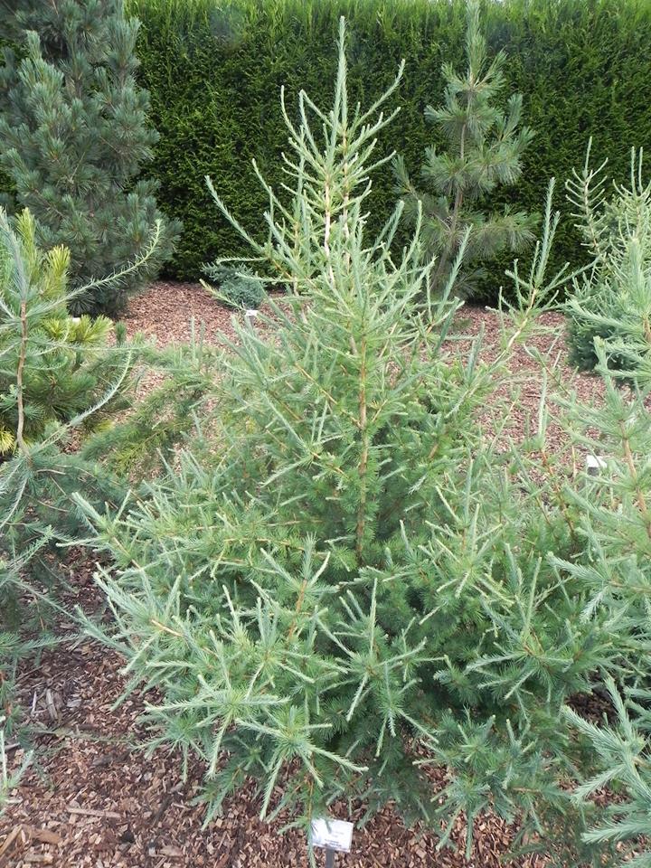 Larix laricina 