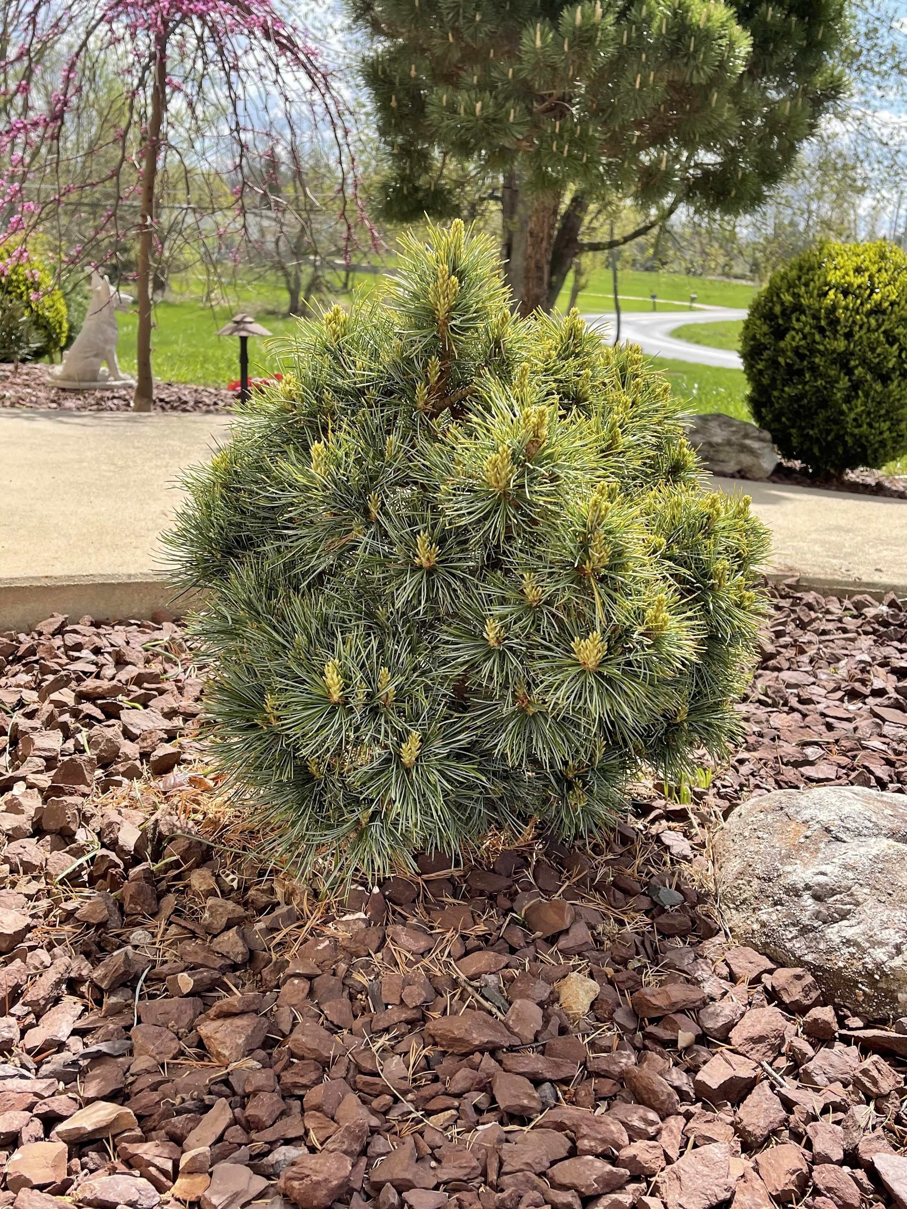 Pinus koraiensis 