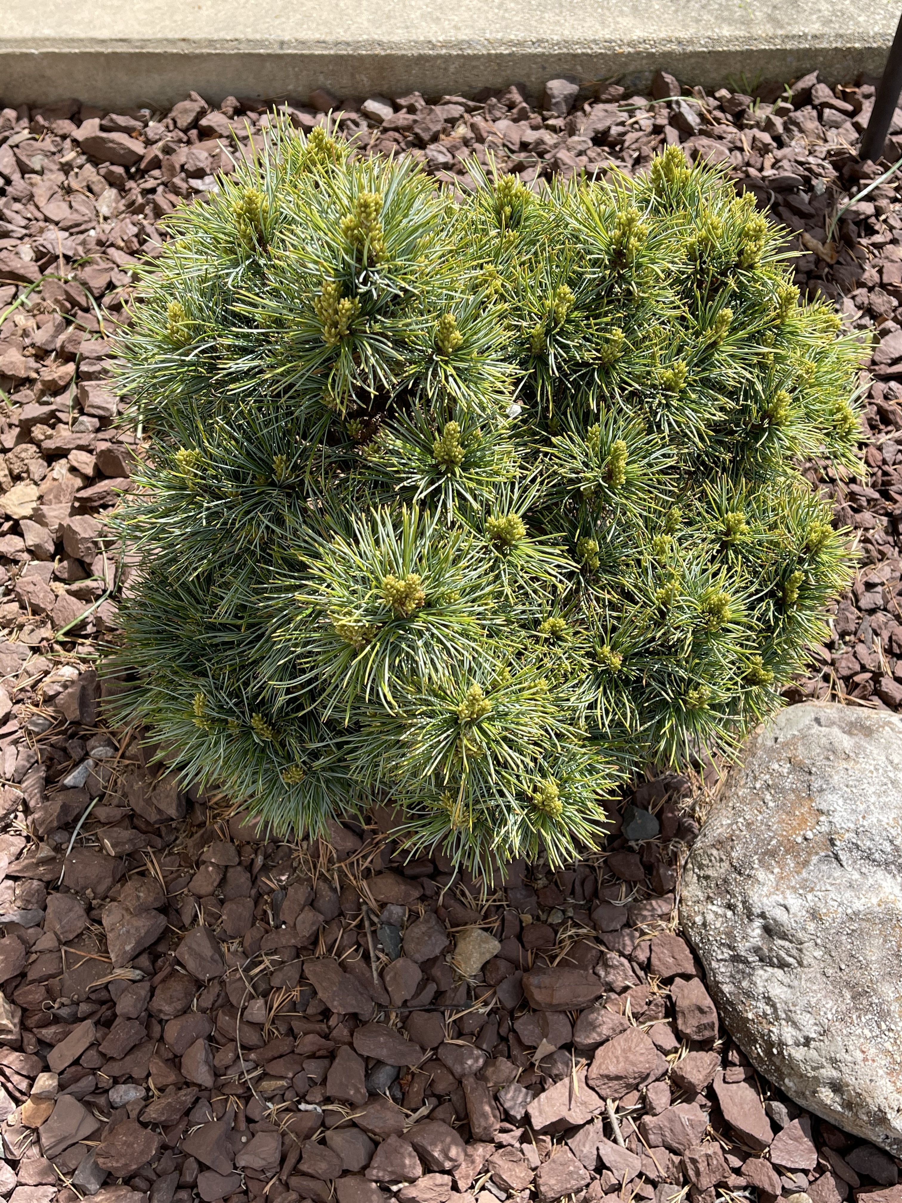 Pinus koraiensis 