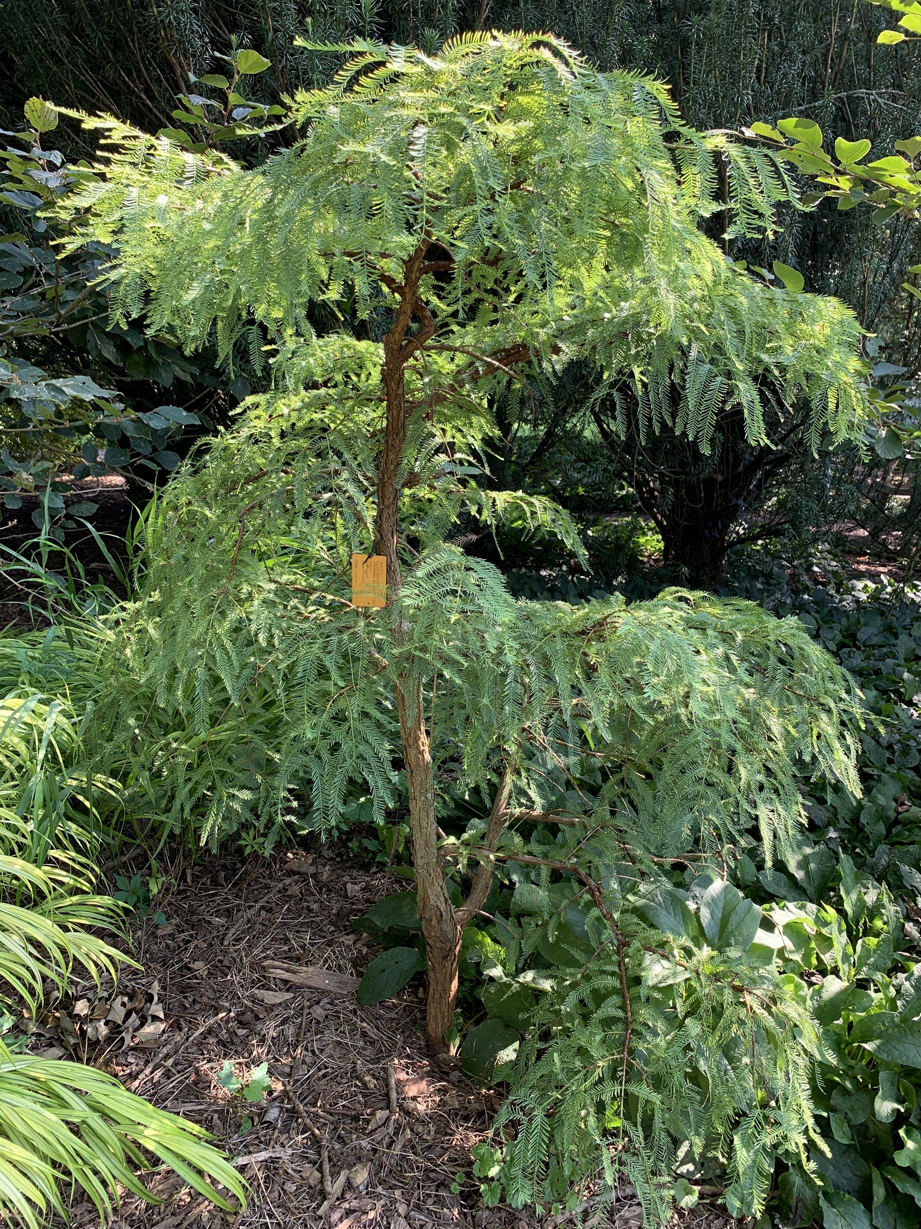 Metasequoia glyptostroboides 