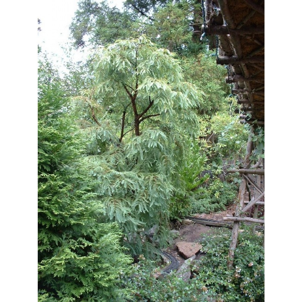 Metasequoia glyptostroboides 